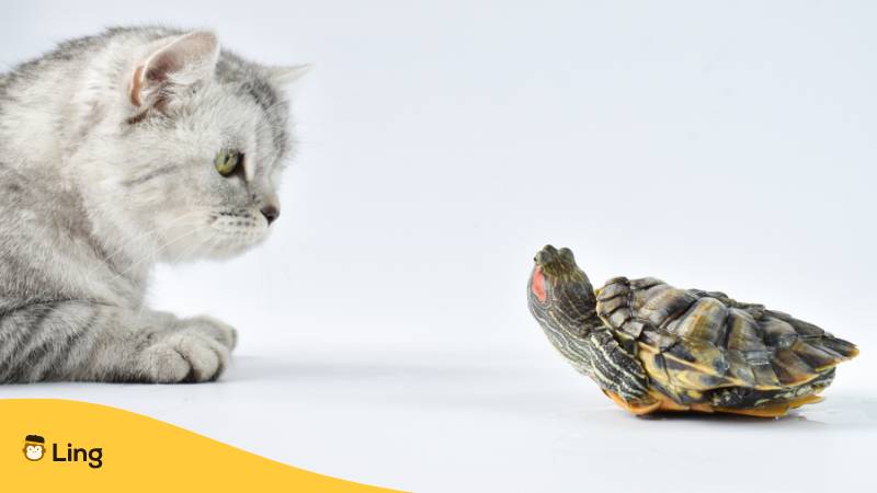 Graue Katze schaut sich eine kleine Schildkröte an, Laotische Zahl 4 ist eine Glückszahl weil sie mit einer Katze in Verbindung steht, die Zahl 67 ist eine Unnglückszahl und steht für die Schildkröte