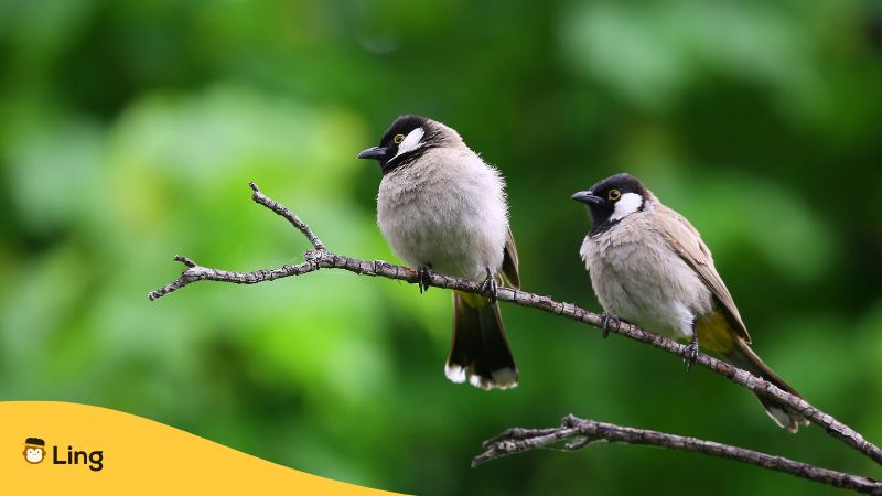 Vietnamese Onomatopoeic Words For Birds