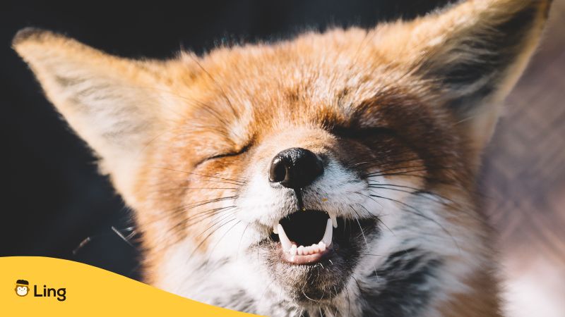 lithuanian jokes - fox joke
