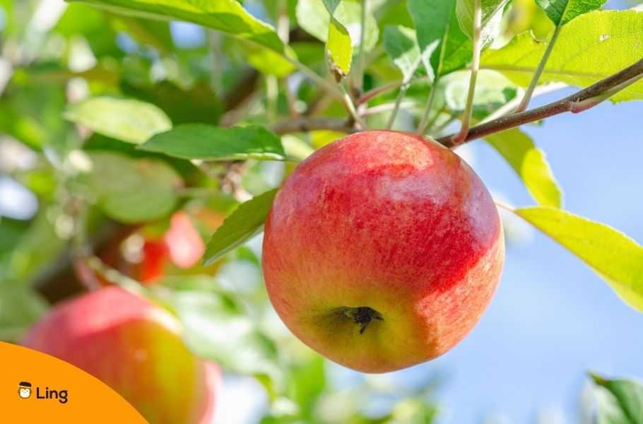 Apple Hanging From A Branch With Leaves