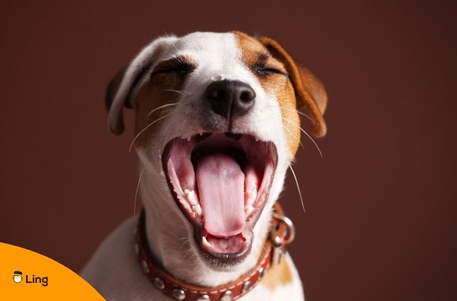 Dog With Its Mouth Open As If Laughing