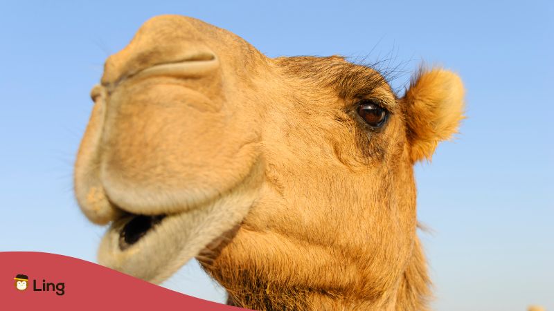 덴마크 유머 낙타
danish humor camel