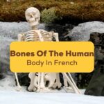 Bones-Of-The-Human-Body-In-French-Ling-App-2