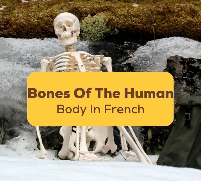 Bones-Of-The-Human-Body-In-French-Ling-App-2