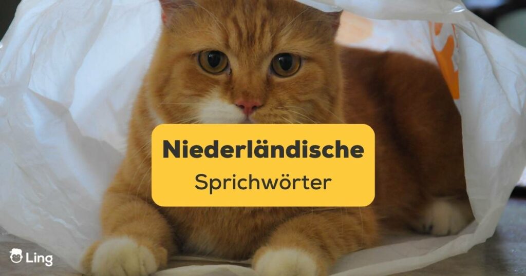 Ling App Niederländische Sprichwörter Katze im Sack