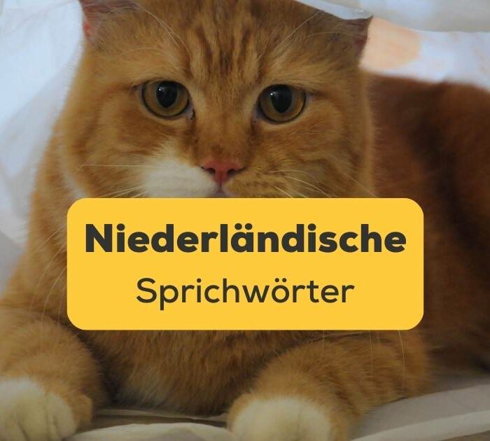 Ling App Niederländische Sprichwörter Katze im Sack