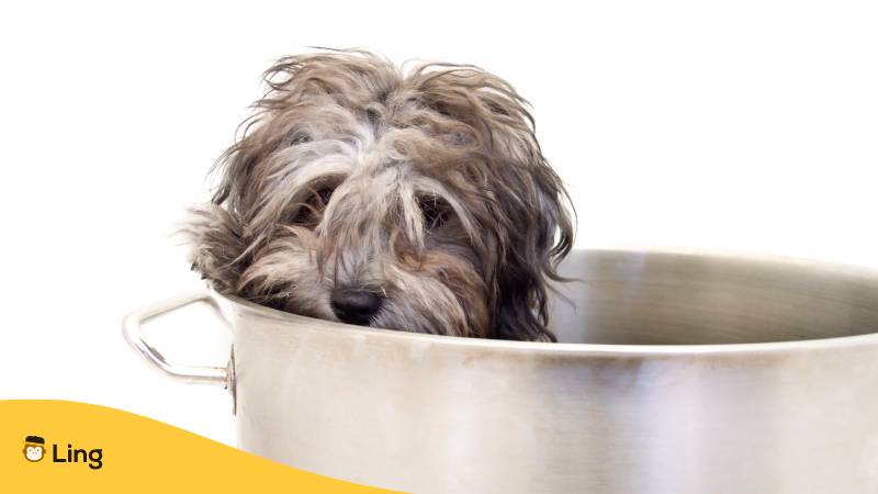 Niederländisches Sprichwort Einen Hund im Kochtopf finden aus Ling App