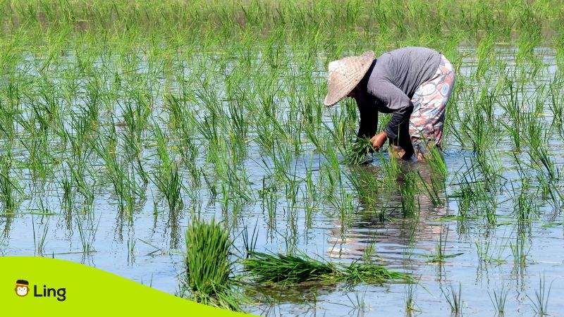 rice field in Laos Lao idioms