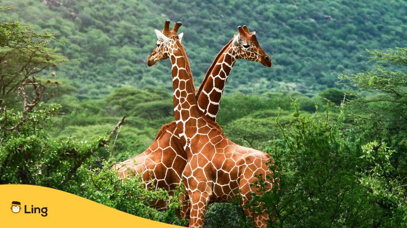 Swahili Nouns_Ling app_Giraffes