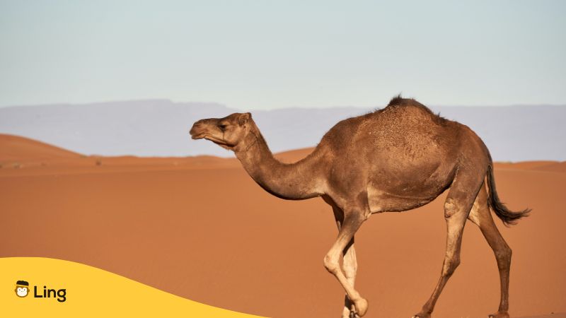 a camel in the Gobi desert mongolian idioms