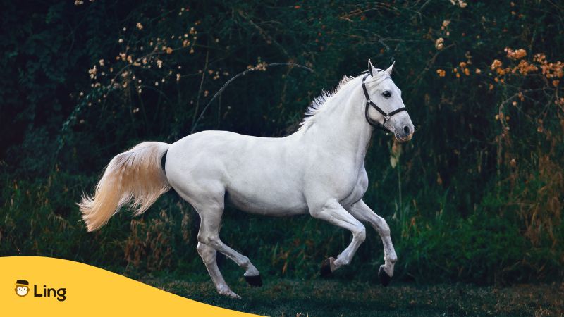 a white horse mongolian idioms