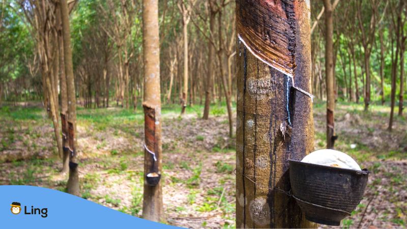 A photo showing collection of Birch sap in Estonia.