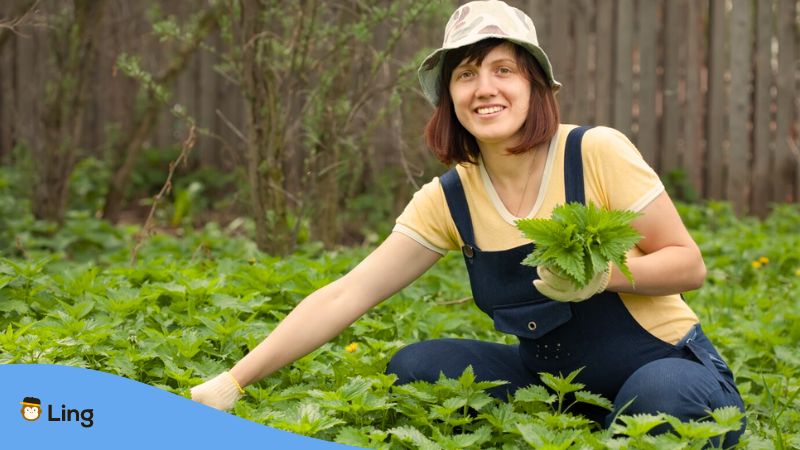 A photo of a woman picking Nettles, one of the plants in Estonia.