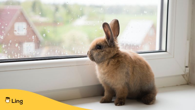a rabbit by the window weird Croatian words