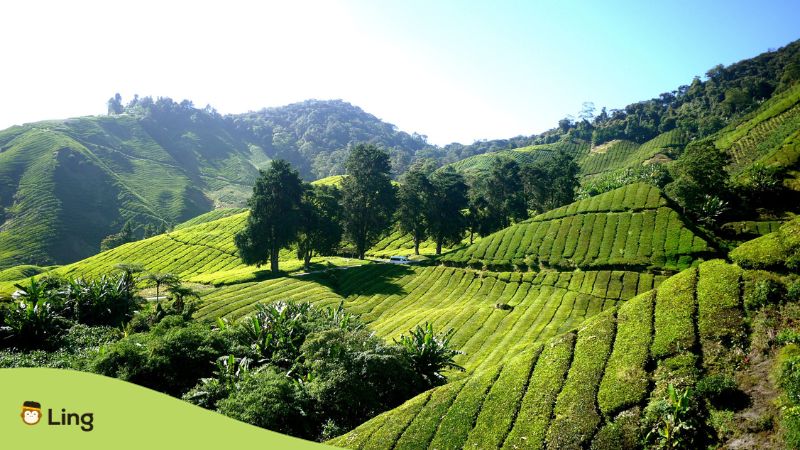 Malay words for the ambiance (Cameron Highlands) - Ling App