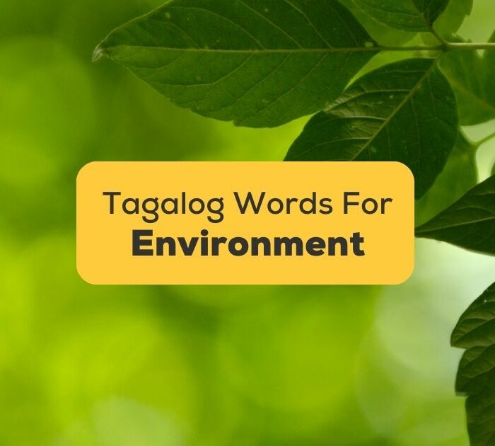 Tagalog-Words-For-The-Environment-ling-app-image-of-green-tree-leaves