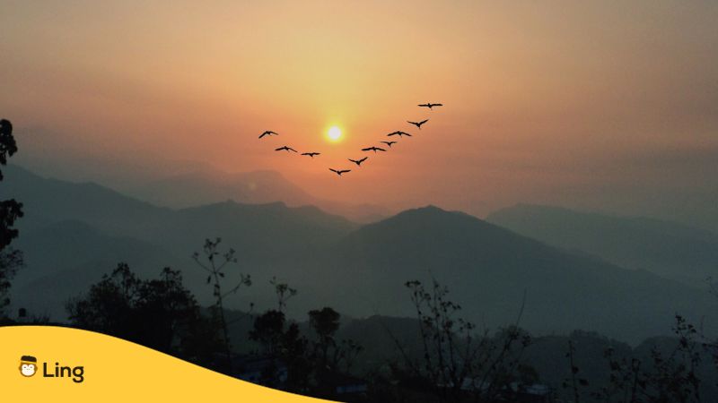 photo of a group of birds flying with a sunset as background - nepali words for bird day
