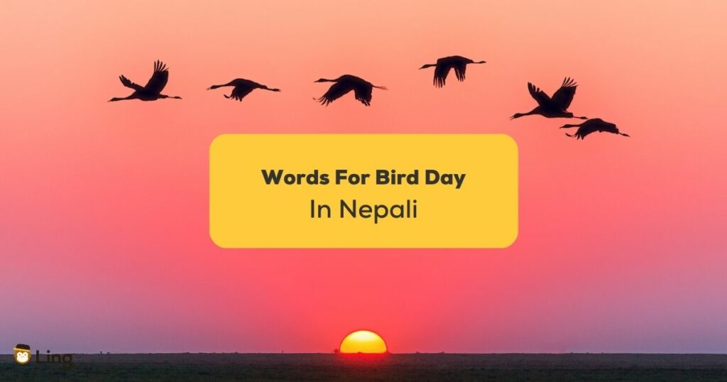 essay about parrot in nepali language