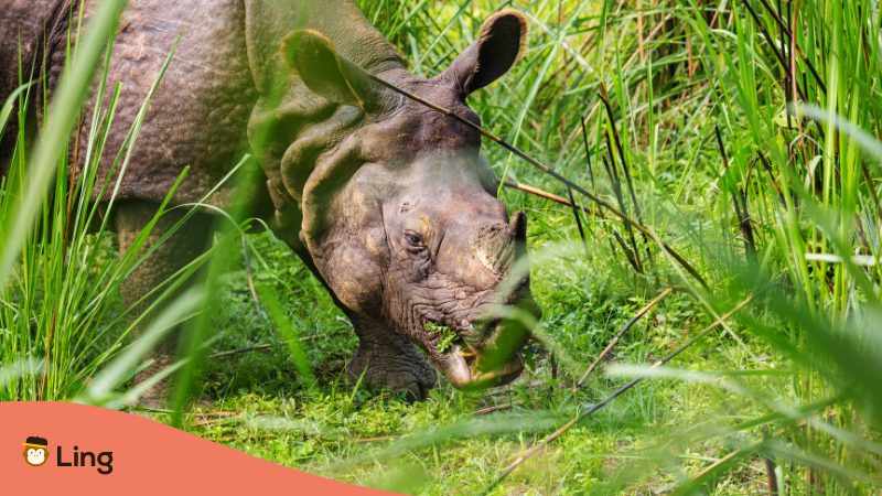 Rhino in Nepal symbolism