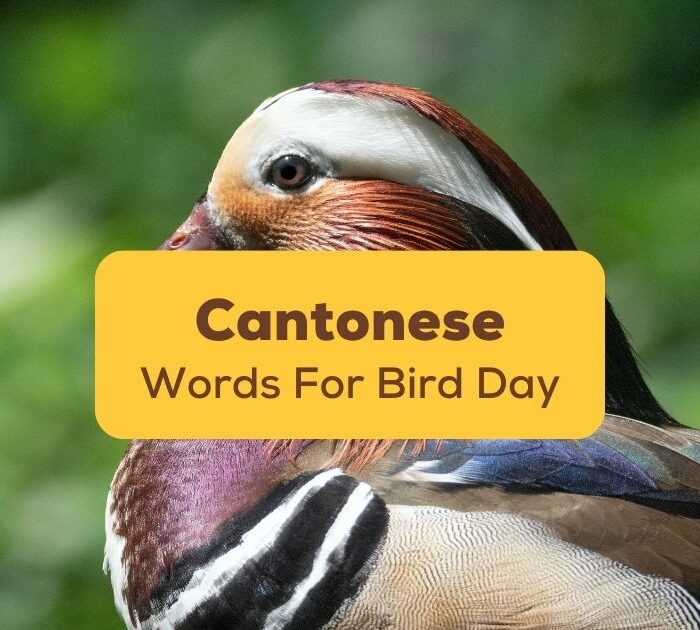 Cantonese-Words-For-Bird-Day-Ling-App