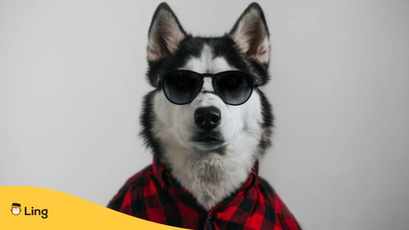 Husky Hund mit Sonnenbrille und Karohemd, sieht aus wie ein "Hell Hunt", was "Sanfter Wolf" auf Deutsch bedeutet. Erfahre mehr, mit der Ling-App