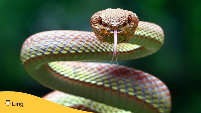 Grünbraune Schlange als Symbol der Schlangenkönigin Eglė, entdecke litauische Mythologie mit der Ling-App
