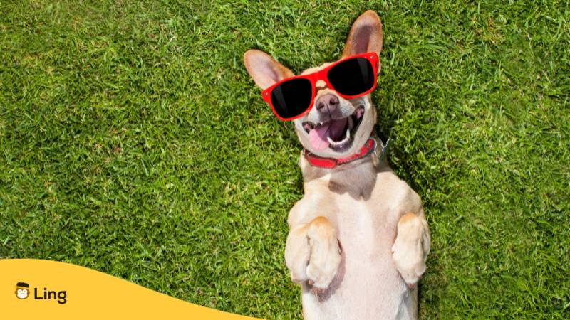 Hund liegt, auf dem Rücken auf der Wiese und trägt eine Sonnenbrille, während er aussieht, als ob er lacht zu litauischen Witz über Hunde in der Ling-App