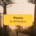 plants in afrikaans