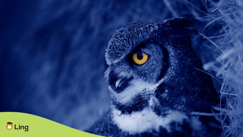 Urdu superstitions (Hooting Owls)- Ling App