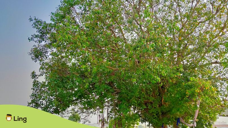 Urdu superstitions (Peepal Tree)- Ling App