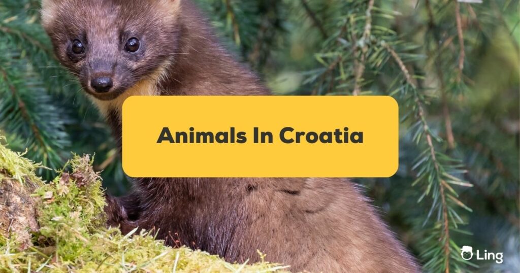Kuna Pine Marten Croatian - animals in croatia