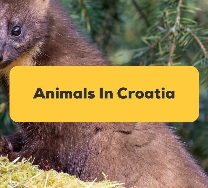 Kuna Pine Marten Croatian - animals in croatia
