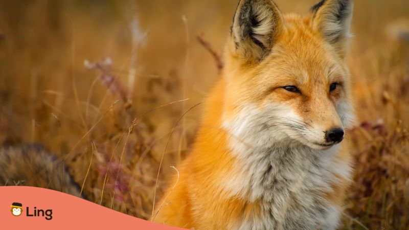 a photo of a Red fox in Croatia