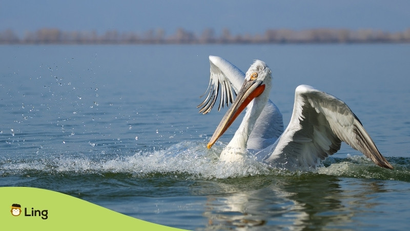 Dalmatian Pelican Landing