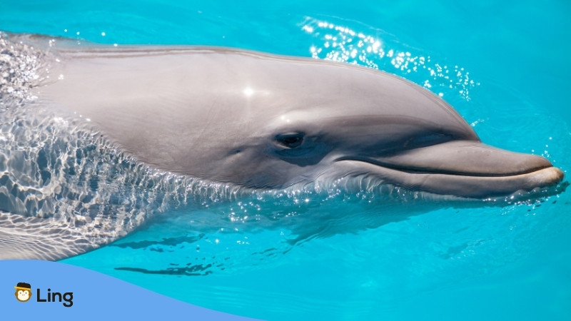 Bottlenose Dolphin