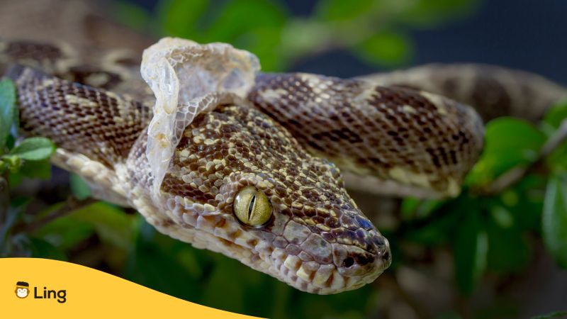 라오스 미신 02 허물을 벗는 뱀
Laos superstition 02 Snake shedding its skin