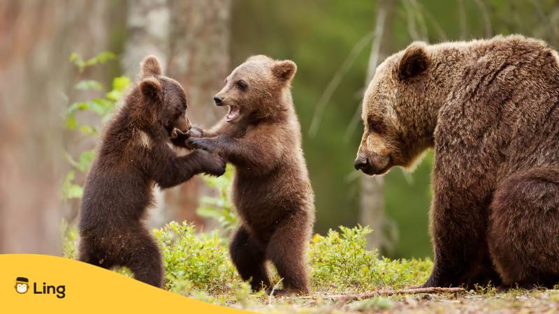 Braunbärenfamilie in der Slowakei. Lerne spannende Tiernamen auf Slowakisch mit der Ling-App.
