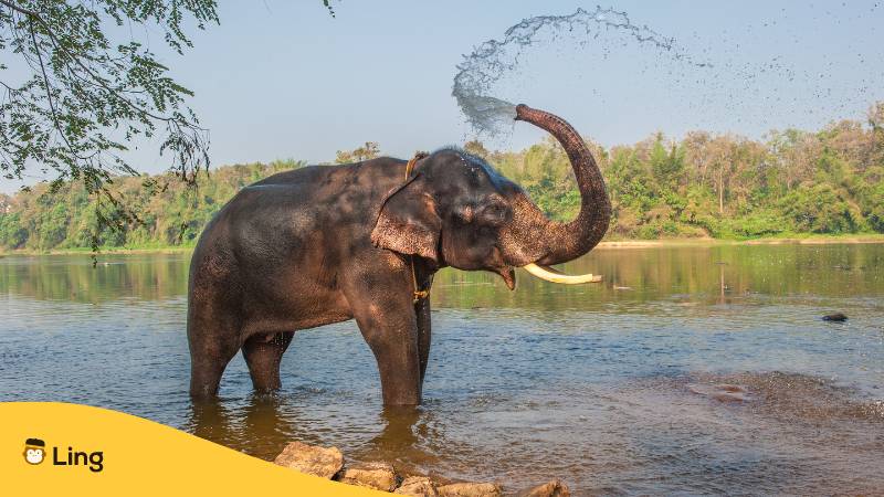 Badender Elefant, Kerala, Indien. Erfahre mehr über faszinierende Traditionen und Rituale in Kerala mit der Ling-App.