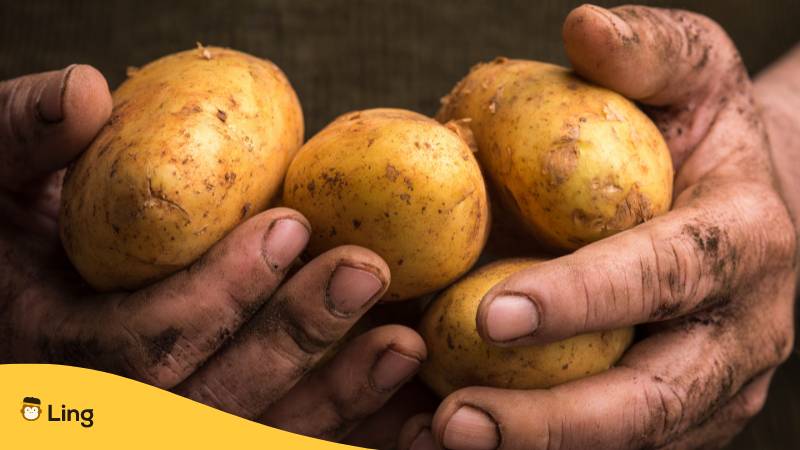 Beide Hände eines Bauern voller frisch geernteter Kartoffeln. Lerne Gemüse auf Malayalam mit der Ling-App.
