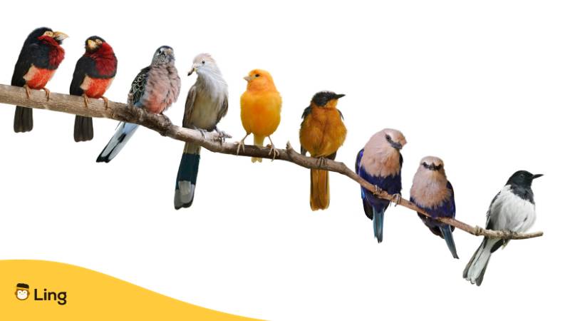 Unterschiedliche Vögel sitzen auf einem Ast. Entdecke #1 einfache Anleitung zu Tiernamen auf Türkisch für Anfänger. Lerne Türkisch mit der Ling-App.
