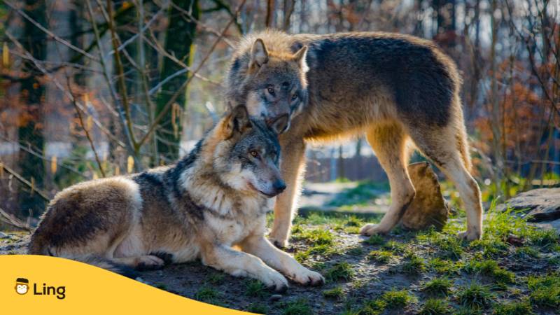 Zwei Wölfe in slowakischen Wald. Lerne Tiernamen auf Slowakisch mit der Ling-App.