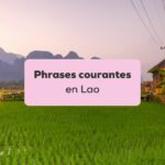 phrases courantes en lao Champs de riz au Laos et coucher du soleil