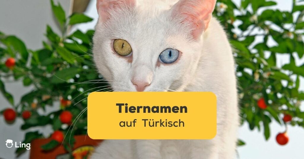 Türkische Van Katze. Lerne mit einer einfachen Anleitung zu Tiernamen auf Türkisch für Anfänger mit der Ling-App.