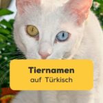Türkische Van Katze. Lerne mit einer einfachen Anleitung zu Tiernamen auf Türkisch für Anfänger mit der Ling-App.