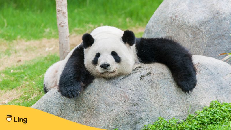 Japanese Kawaii 01 Panda
일본어 카와이 01 판다