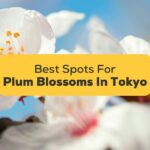 5 Best Spots For Viewing Plum Blossoms In Tokyo