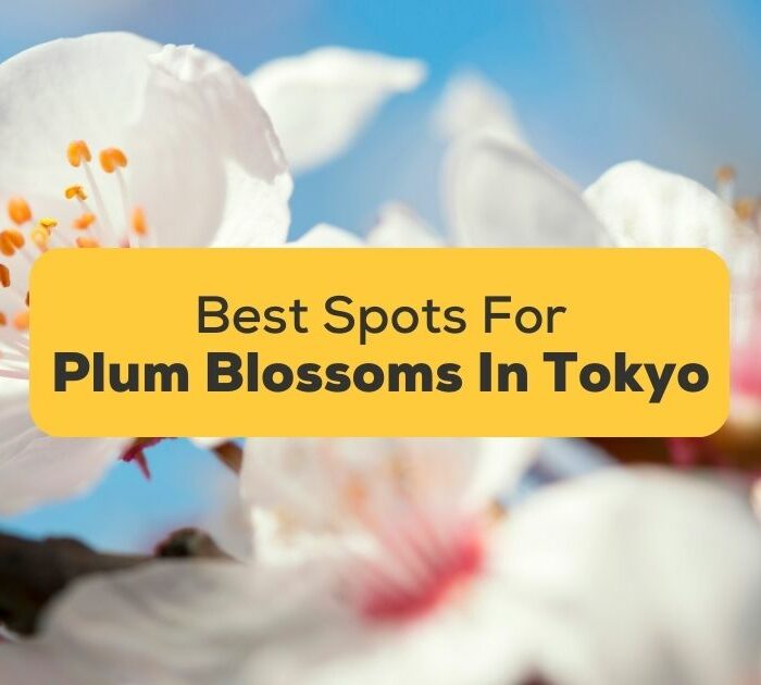 5 Best Spots For Viewing Plum Blossoms In Tokyo