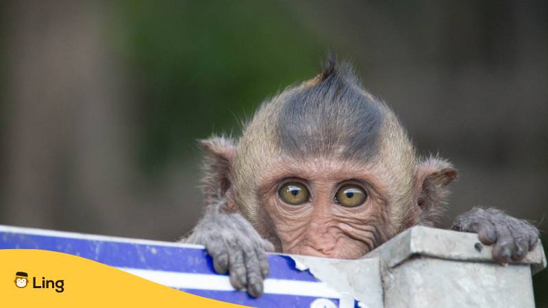 Süßer kleiner frecher Affe. Entdecke die 5 häufigsten Tierarten in Thailand mit der Ling-App.