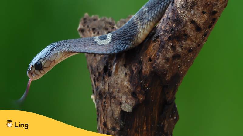 Kobra, eine gefährliche Giftschlange.
Entdecke die 5 häufigsten Tierarten in Thailand mit der Ling-App.