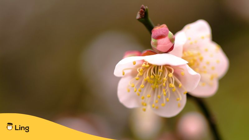 Japanese Phrases For Viewing Plum Blossoms in tokyo